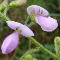 Desmodium uncinatum (Jacq.) DC.